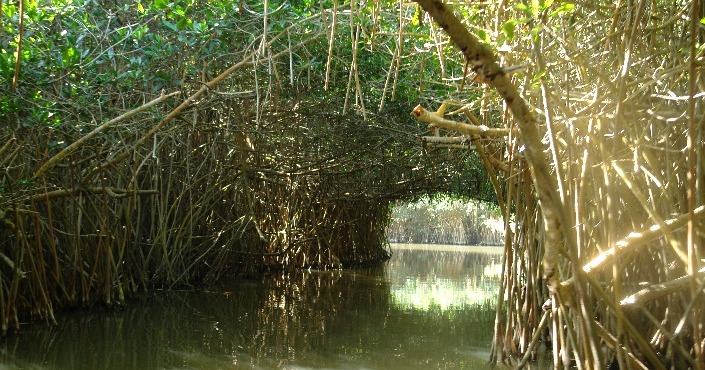 Eco Turtles and Mangroves (Cuyutlan)